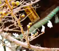 三津厳島神社の自然