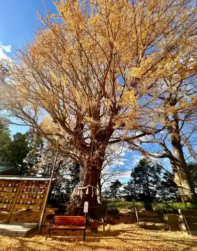 白子神社(千葉県)