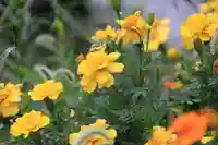 高司神社〜むすびの神の鎮まる社〜の庭園