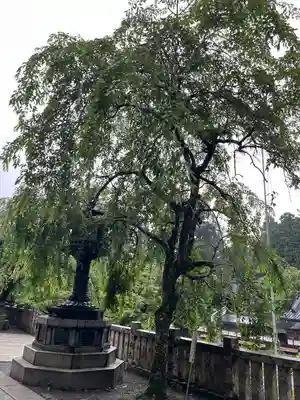 最乗寺（道了尊）(神奈川県)