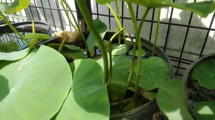 浄土宗 光明山 大蓮寺(照曜会館)の自然