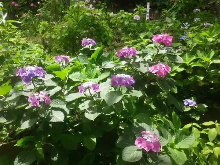御霊神社の自然