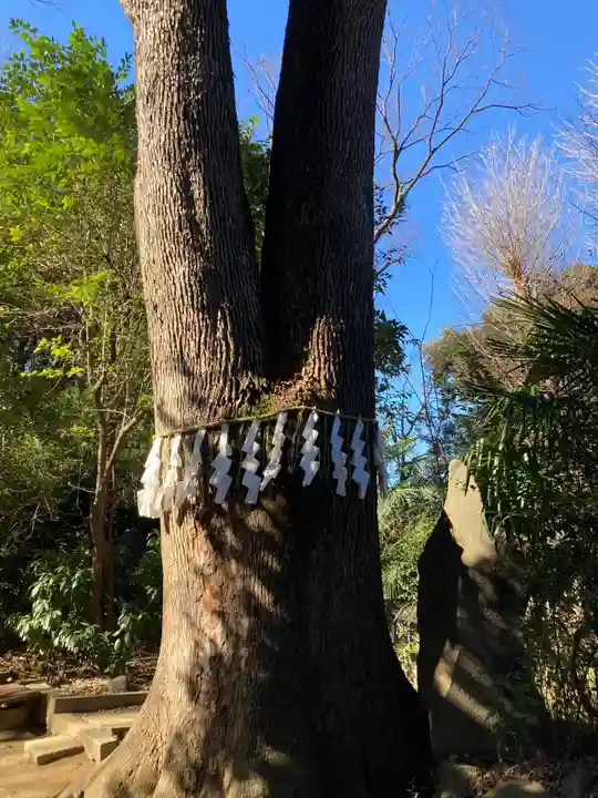 代々木八幡宮の自然