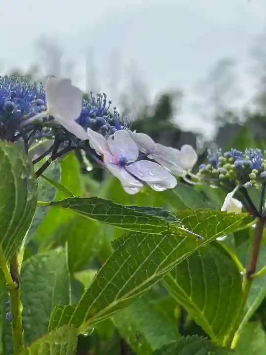 粟井神社(香川県)