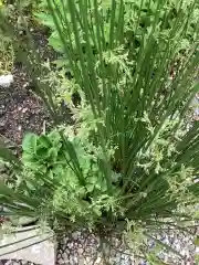 三輪神社の自然