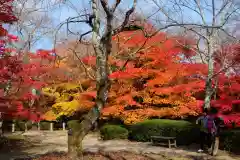 勝持寺（花の寺）(京都府)