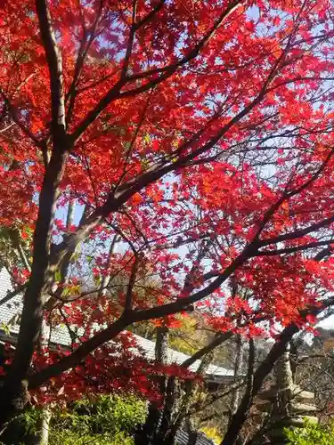 浄光明寺の自然