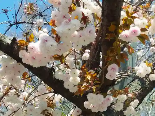 住吉神社(大阪府)