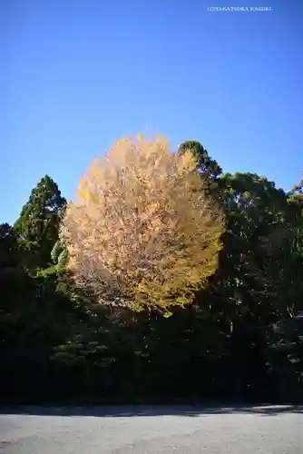 鶴岡八幡宮の自然
