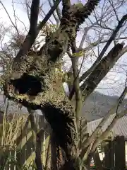 竹中稲荷神社（吉田神社末社）の自然