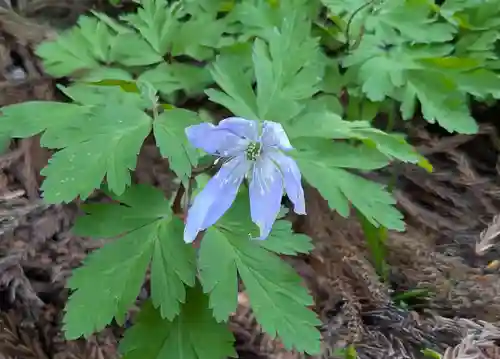 湯坐神社 (薬師神社)(山形県)