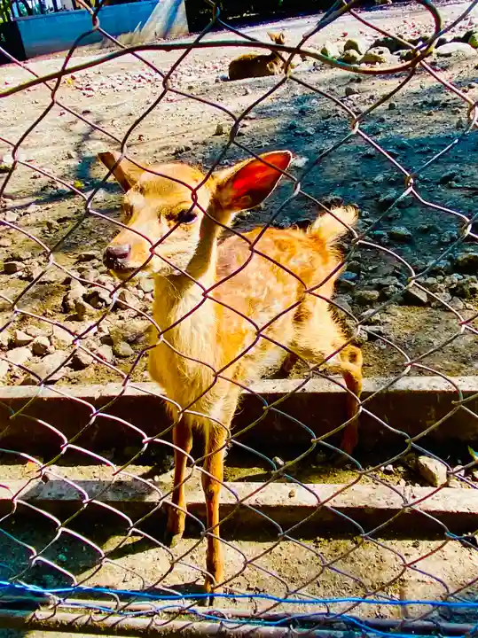 三嶋大社の動物
