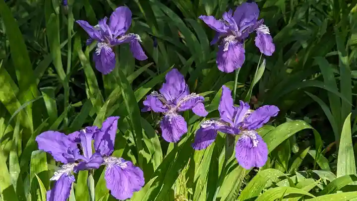 得浄明院(善光寺別院)(京都府)