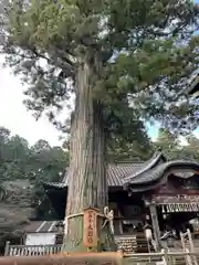 北口本宮冨士浅間神社の自然