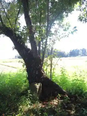 神明神社の自然