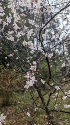 十輪寺(京都府)