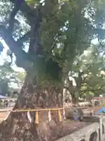 諫早神社(九州総守護 四面宮)(長崎県)