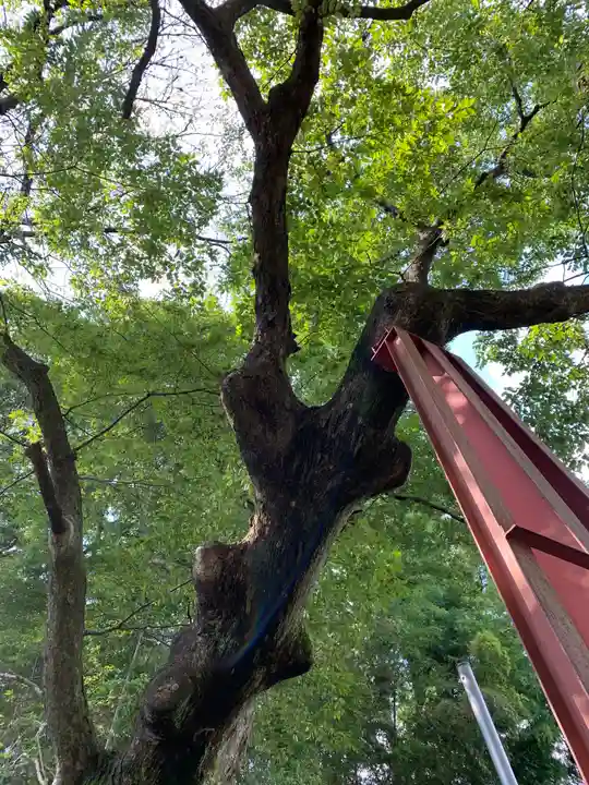 熊野神社の自然