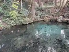 泉神社の自然