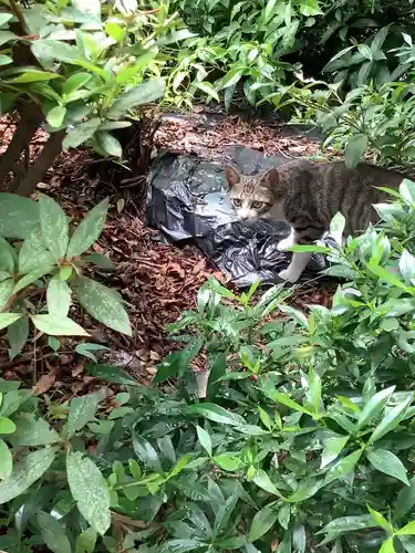 三輪神社の動物
