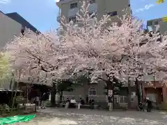 神田神社（神田明神）の自然