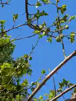 白幡八幡神社(神奈川県)