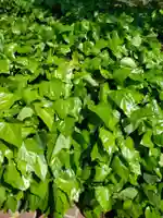 戸隠神社の自然