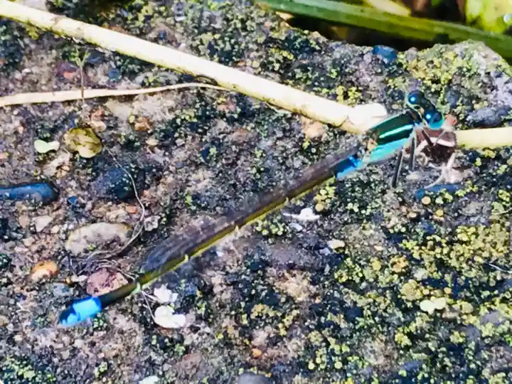 青麻神社の動物