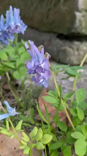 新琴似神社の自然