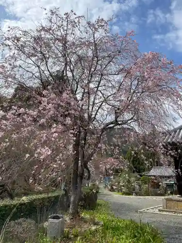 三鈷寺(京都府)