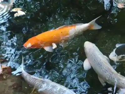 秩父神社(埼玉県)