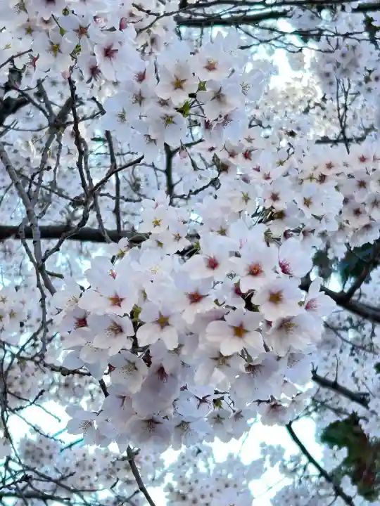 正麟寺の{uncategorized: "未分類", other: "その他", undefined: "問題あり", building: "その他建物", grave: "お墓", sacred_gate: "鳥居", guardian: "狛犬", statue: "像", buddha: "仏像", history: "歴史", nature: "自然", garden: "庭園", animal: "動物", pagoda: "塔", temizu: "手水舎", mountain_gate: "山門・神門", sanctuary: "本殿・本堂", subordinate: "末社・摂社", art: "芸術", scenery: "景色", jizo: "地蔵", ema: "絵馬", goshuin: "御朱印", omikuji: "おみくじ", items: "授与品その他", amulet: "お守り", goshuincho: "御朱印帳", eats: "食事", festival: "お祭り", votive_dance: "神楽", shichigosan: "七五三参", wedding: "結婚式", experience: "体験その他", initially: "初詣", around: "周辺", anti_infection: "感染症対策"}