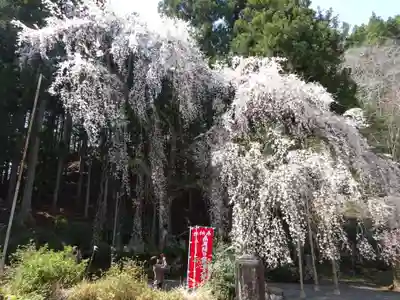 朝日之祖師堂の自然