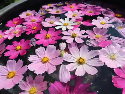 般若寺 ❁﻿コスモス寺❁の自然