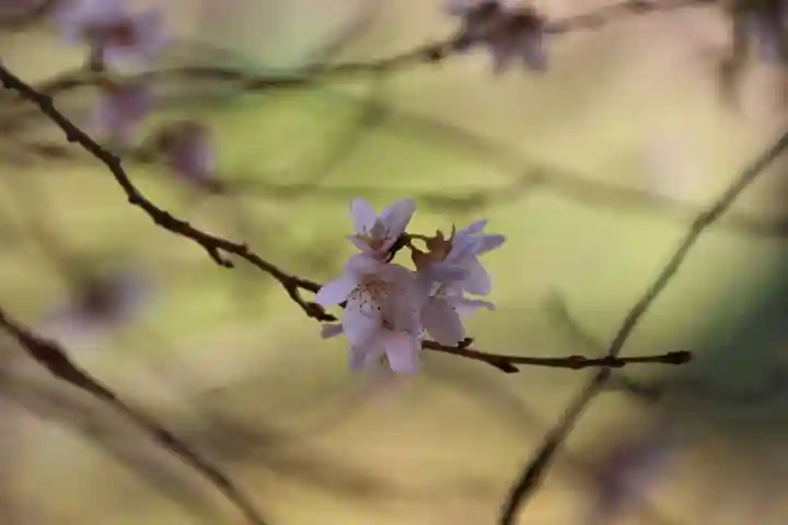 高木神社の自然