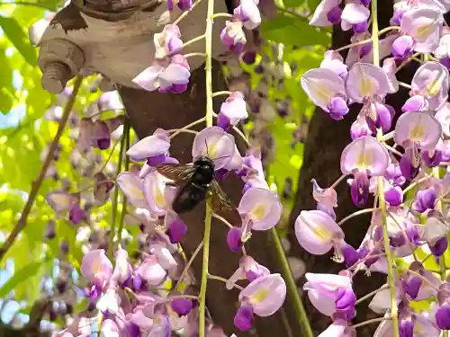太巌寺（ふじの寺）(三重県)