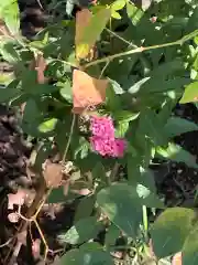 高麗神社の自然