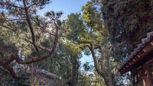 許波多神社（五ケ庄鎮座）の自然
