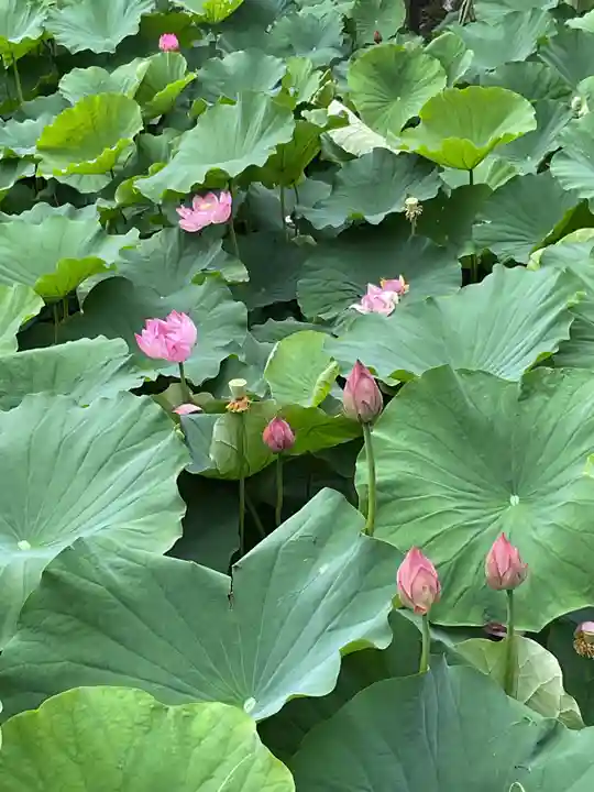 笠覆寺 (笠寺観音)(愛知県)