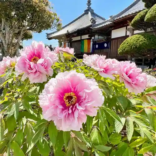 真言宗　善通寺派　薬王寺(香川県)
