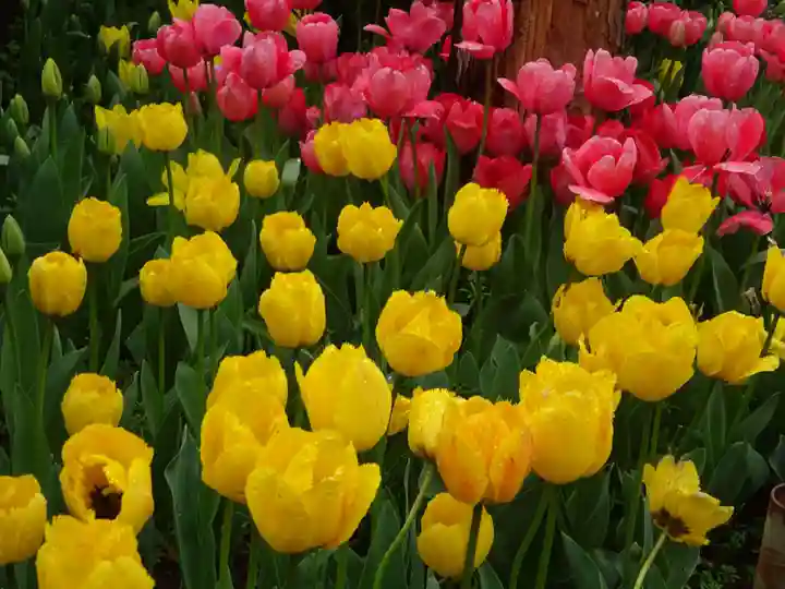 泉蔵寺(神奈川県)