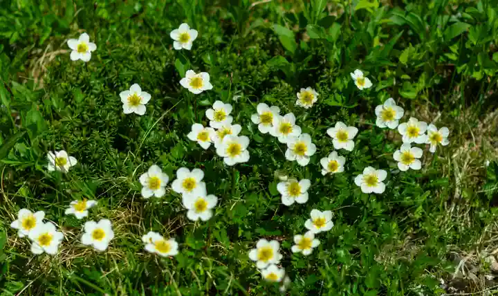 雄山神社峰本社の自然
