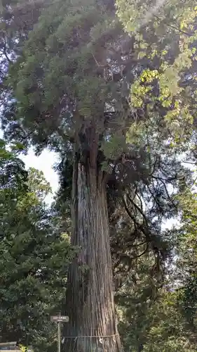 末廣神社の自然