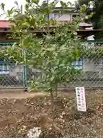 熊野神社(神奈川県)