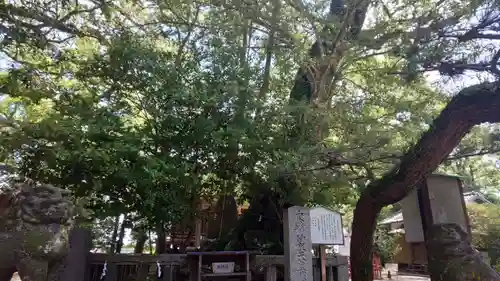 御勢大霊石神社 の自然