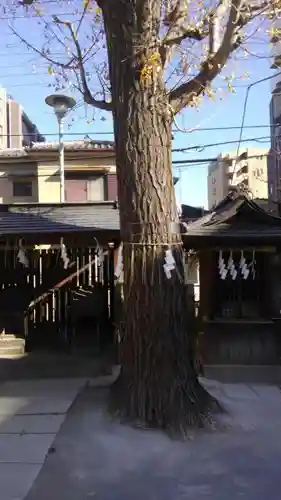 北野神社の自然