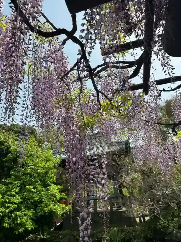 西新井大師総持寺(東京都)