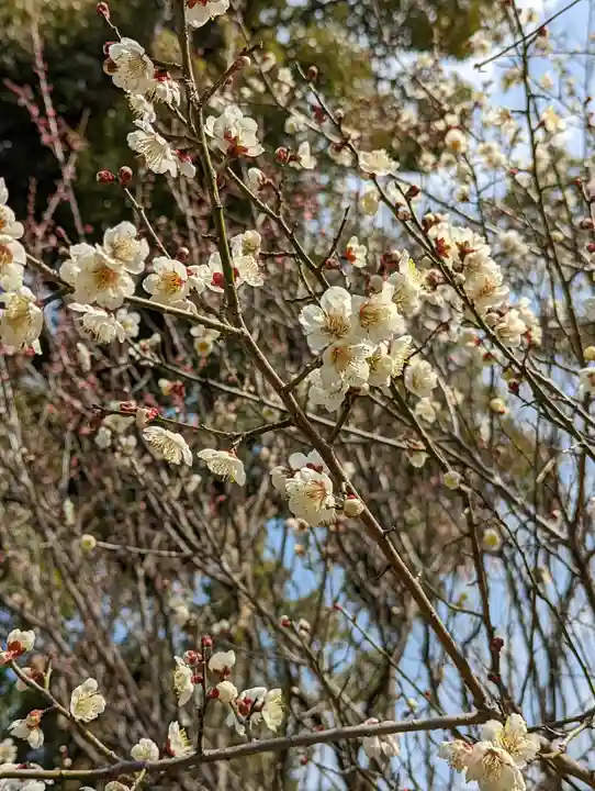梅宮大社(京都府)