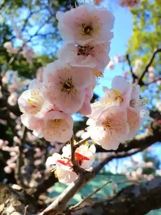 田端神社(東京都)