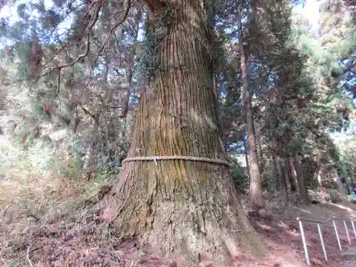 村山浅間神社の自然